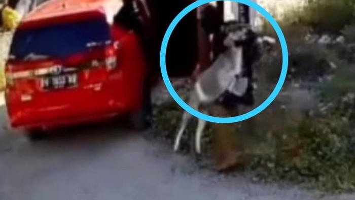 Polisi memburu maling kambing di BTN Green Baliase, Sigi. Pelaku terekam CCTV mencuri kambing milik warga.