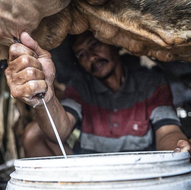 Susu Lokal Kian Didorong, Sektor Peternakan Sapi Perah Mulai Digenjot