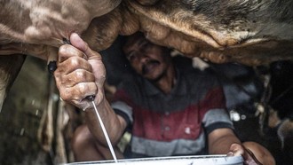 Susu Lokal Kian Didorong, Sektor Peternakan Sapi Perah Mulai Digenjot