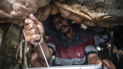 Susu Lokal Kian Didorong, Sektor Peternakan Sapi Perah Mulai Digenjot