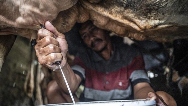 Susu Lokal Kian Didorong, Sektor Peternakan Sapi Perah Mulai Digenjot