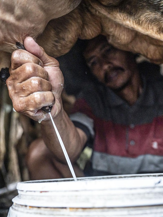 Susu Lokal Kian Didorong, Sektor Peternakan Sapi Perah Mulai Digenjot