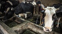 Melalui peningkatan produktivitas, penyediaan dukungan bagi peternak, serta kerja sama dengan industri pengolahan, sektor sapi perah diharapkan mampu menjadi penggerak utama dalam memenuhi kebutuhan susu masyarakat. Upaya ini menjadi langkah menuju terciptanya kemandirian susu nasional dengan peran besar peternak lokal. ANTARA FOTO/Aprillio Akbar