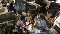 Di kawasan peternakan sapi perah Desa Sumurrejo, Gunungpati, Semarang, Jawa Tengah, aktivitas para peternak terus berjalan mulai dari perawatan hingga menjaga kebersihan kandang sapi. Langkah tersebut menjadi bagian penting dalam menjaga kualitas dan meningkatkan hasil produksi susu segar. ANTARA FOTO/Aprillio Akbar