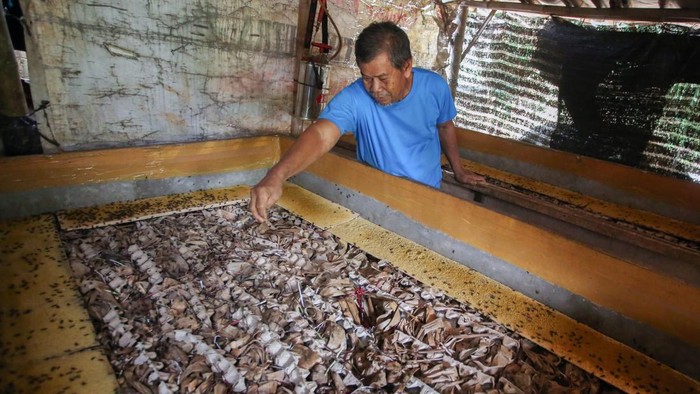 Peternak memberikan pakan ke jangkrik hasil budi dayanya di Kampung Jangkrik Curug, Depok, Jawa Barat, Senin (20/7/2026). Berdasarkan profil Koperasi Desa (Kopdes) Merah Putih Curug di lamam Simkopdes Budidaya jangkrik akan menjadi salah satu potensi terbesar yang menjadi andalan Kopdes tersebut dengan volume panen mencapai 1 ton setiap bulannya. ANTARA FOTO/Muhammad Iqbal/nz