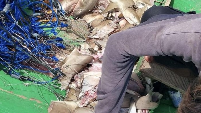 Hiu yang diburu para nelayan di perairan Berau, Kaltim.