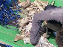 Hiu di Berau Diburu Jadi Umpan, Mayoritas Pelaku Diduga dari Malaysia