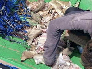 Hiu di Berau Diburu Jadi Umpan, Mayoritas Pelaku Diduga dari Malaysia