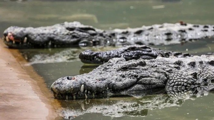 Israeli Environmental Protection Minister Idit Silman has reclassified crocodiles from wild animals to captive-bred wildlife, a move that clears the way for the reptiles to be used for security purposes. (File Photo: AFP)