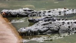 Rahasia Buaya Selamat dari Hantaman Asteroid Pembunuh Dinosaurus