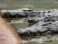 Rahasia Buaya Selamat dari Hantaman Asteroid Pembunuh Dinosaurus