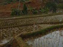 Gempa Sukabumi Picu Longsor 2 Hektare Sawah di Salawu Tasikmalaya