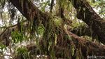 Melihat Pohon Jubleg yang Melegenda di Parung Bogor
