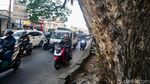 Melihat Pohon Jubleg yang Melegenda di Parung Bogor