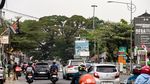 Melihat Pohon Jubleg yang Melegenda di Parung Bogor