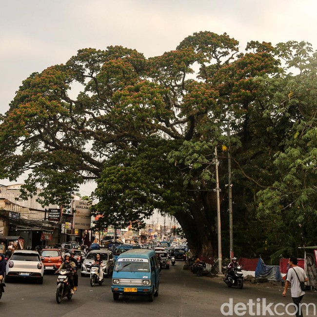 Melihat Pohon Jubleg yang Melegenda di Parung Bogor