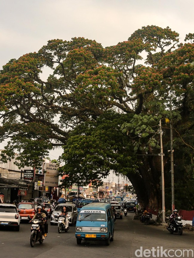 Melihat Pohon Jubleg yang Melegenda di Parung Bogor