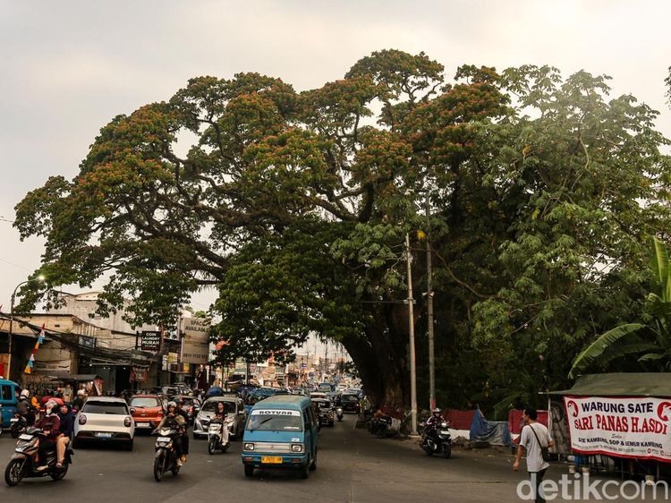 Melihat Pohon Jubleg yang Melegenda di Parung Bogor