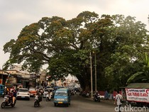 Melihat Pohon Jubleg yang Melegenda di Parung Bogor