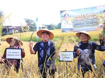 Herman Deru Dorong Produksi-Persingkat Masa Tanam Padi Semende