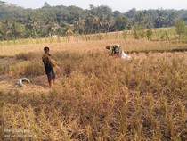 Petani di Cianjur Merugi hingga Terlilit Utang gegara Gagal Panen