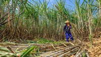 Menteri Pertanian (Mentan) Andi Amran Sulaiman menyatakan siap mempercepat program peremajaan tebu nasional melalui modernisasi budi daya, peningkatan produktivitas, penggunaan benih unggul, mekanisasi pertanian, serta penguatan kemitraan dengan petani dan industri gula guna mewujudkan swasembada gula dalam dua tahun sesuai target Presiden Prabowo Subianto. Foto: ANTARA FOTO/Muhammad Mada