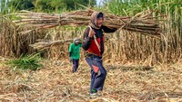 Sejumlah petani memanen tebu saat panen raya di Jatikalen, Nganjuk, Jawa Timur, Senin (20/7/2026). Foto: ANTARA FOTO/Muhammad Mada