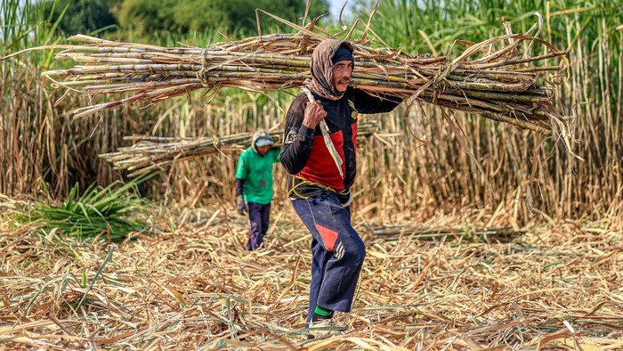 Sejumlah petani memanen tebu saat panen raya di Jatikalen, Nganjuk, Jawa Timur, Senin (20/7/2026). Menteri Pertanian (Mentan) Andi Amran Sulaiman menyatakan siap mempercepat program peremajaan tebu nasional melalui modernisasi budi daya, peningkatan produktivitas, penggunaan benih unggul, mekanisasi pertanian, serta penguatan kemitraan dengan petani dan industri gula guna mewujudkan swasembada gula dalam dua tahun sesuai target Presiden Prabowo Subianto. ANTARA FOTO/Muhammad Mada/nz