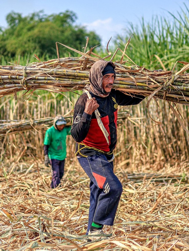Kejar Swasembada Gula, Peremajaan Tebu Akan Dipercepat