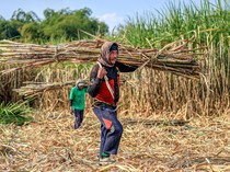 Kejar Swasembada Gula, Peremajaan Tebu Akan Dipercepat