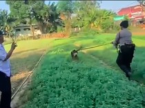 Video: Anjing Husky di Bekasi Ini Dibacok OTK hingga Bersimbah Darah
