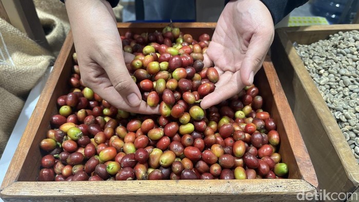 Potret biji kopi Simalungun. (Kartika Sari/detikSumut)
