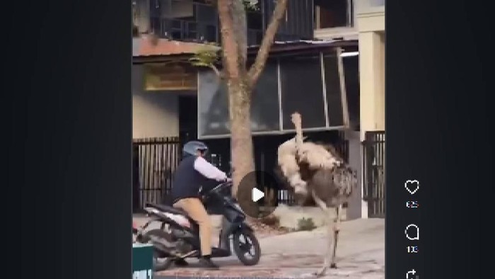 Tangkapan layar burung unta di Margahayu Raya, Kota Bandung