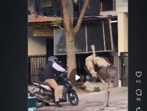 Burung Unta Seliweran, Buahbatu Mendadak Gempar