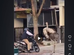 Jabar Hari Ini: Burung Unta Berkeliaran di Jalanan Bandung