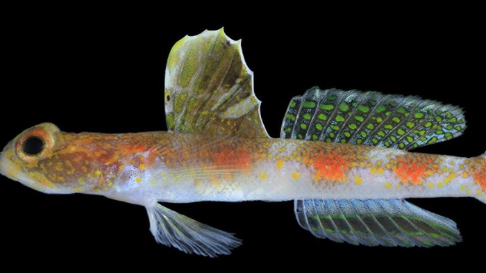 Tomiyamichthys oriens betina