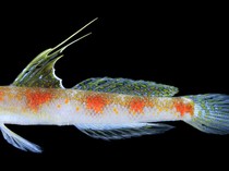 BRIN Umumkan Spesies Baru Ikan Gobi Udang di Banyuwangi, Kembarannya di Jepang
