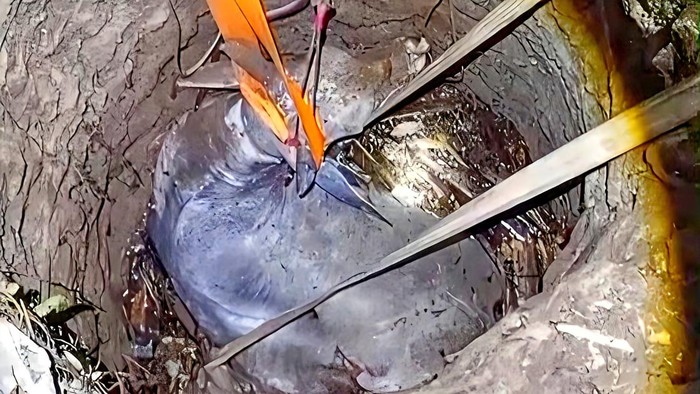 Evakuasi sapi yang terperosok ke sumur di Sagaranten, Kabupaten Sukabumi