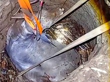 Teknik Tak Biasa demi Selamatkan Sapi 500 Kilogram Terjebak di Sumur