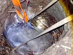 Teknik Tak Biasa demi Selamatkan Sapi 500 Kilogram Terjebak di Sumur