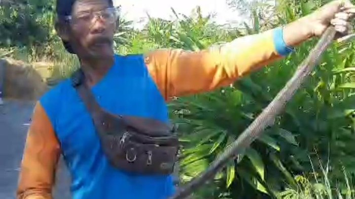 Penampakan ular kobra Jawa yang dievakuasi dari Baran, Cawas, Klaten, Selasa (21/7/2026).