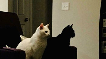 Itu bukan bayangan kucing putih, melainkan kucing hitam yang kebetulan ada di belakangnya. Foto: SuddieBuddie via Bored Panda