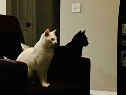 Foto yang Harus Dilihat Dua Kali untuk Lepas dari Ilusi Optik