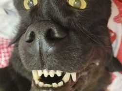 Foto yang Harus Dilihat Dua Kali untuk Lepas dari Ilusi Optik