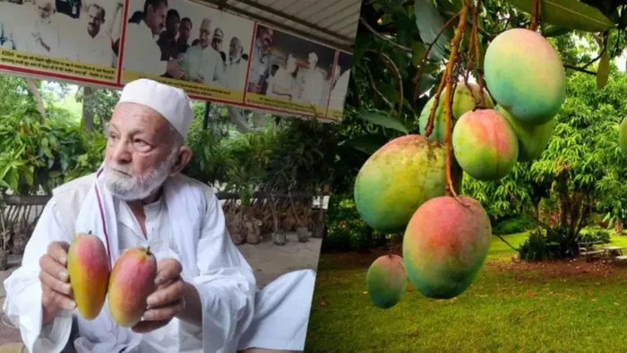 Gokil! Pria Ini Berhasil Budi Daya Pohon dengan 300 Jenis Mangga