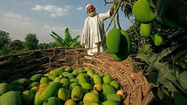 Gokil! Pria Ini Berhasil Budi Daya Pohon dengan 300 Jenis Mangga