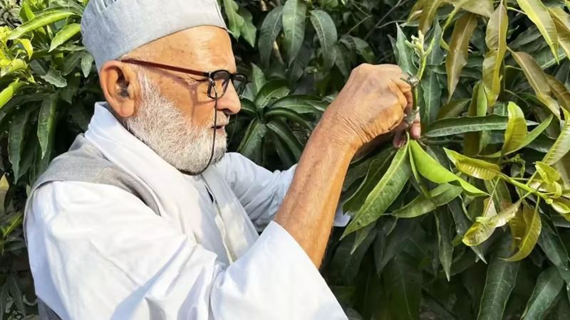 Gokil! Pria Ini Berhasil Budi Daya Pohon dengan 300 Jenis Mangga