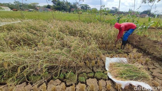 Hayat sedang panen di lahan sawah miliknya meski belum waktunya karena kekeringan.