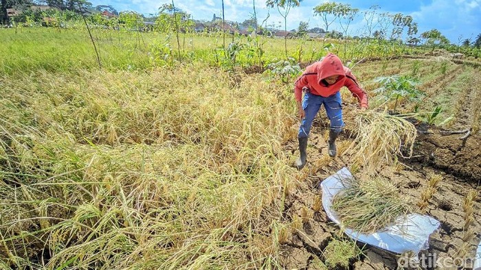 Hayat sedang panen di lahan sawah miliknya meski belum waktunya karena kekeringan.