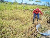 Dibayangi Kekeringan, Petani Ciamis Terpaksa Panen Lebih Cepat